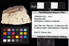 Foto (Objket + Etiketten) von Decapoda indet. 